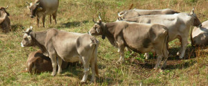 vacche-al-pascolo